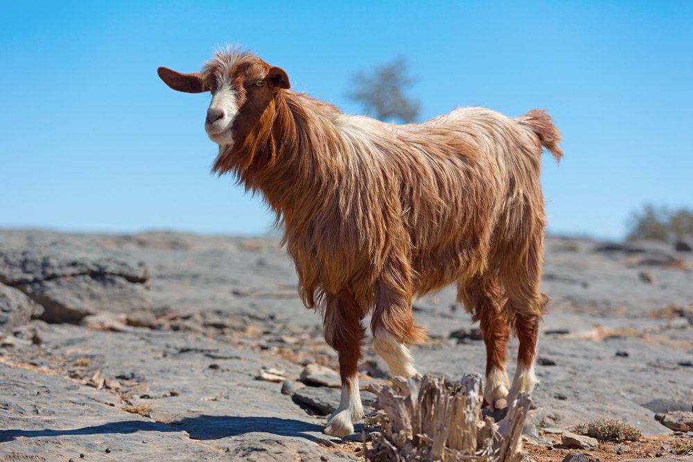 2 4 HLAL AL MADI FOR LIVESTOCK 2 4 HLAL AL MADI FOR LIVESTOCK